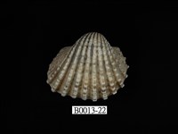 藏品(血蚶)的圖片